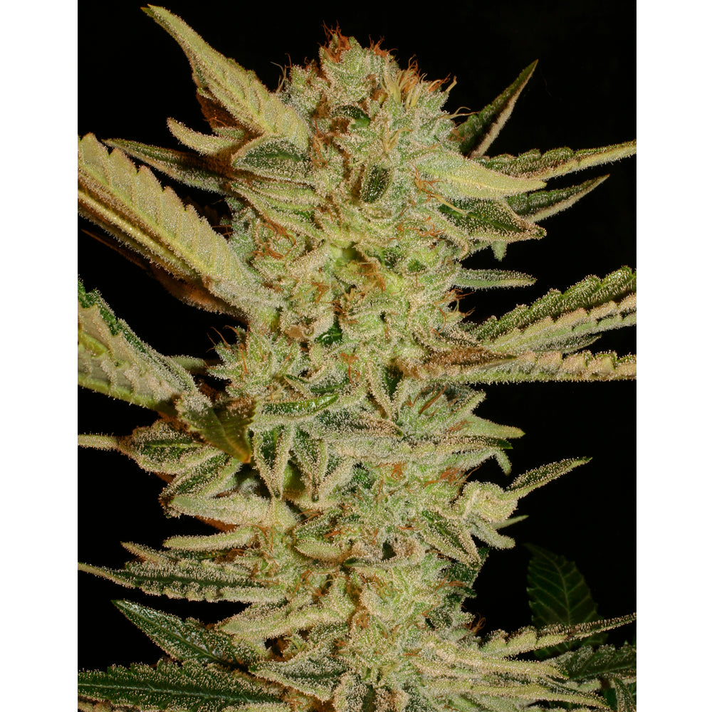 Bubble Gum