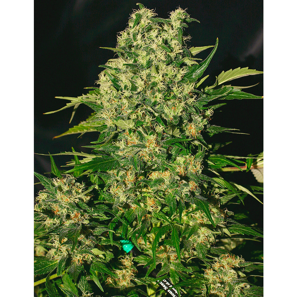 Chronic