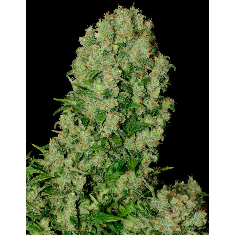 White Russian