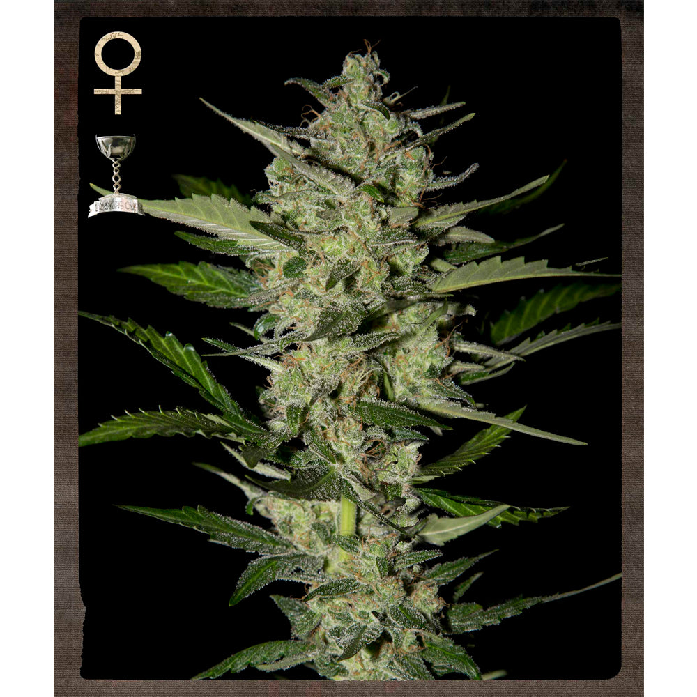 Flowerbomb Kush