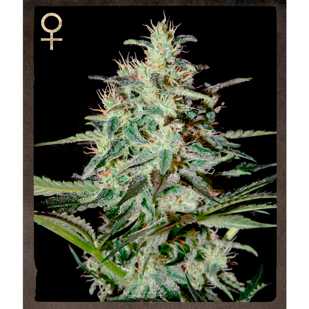 White Lemon