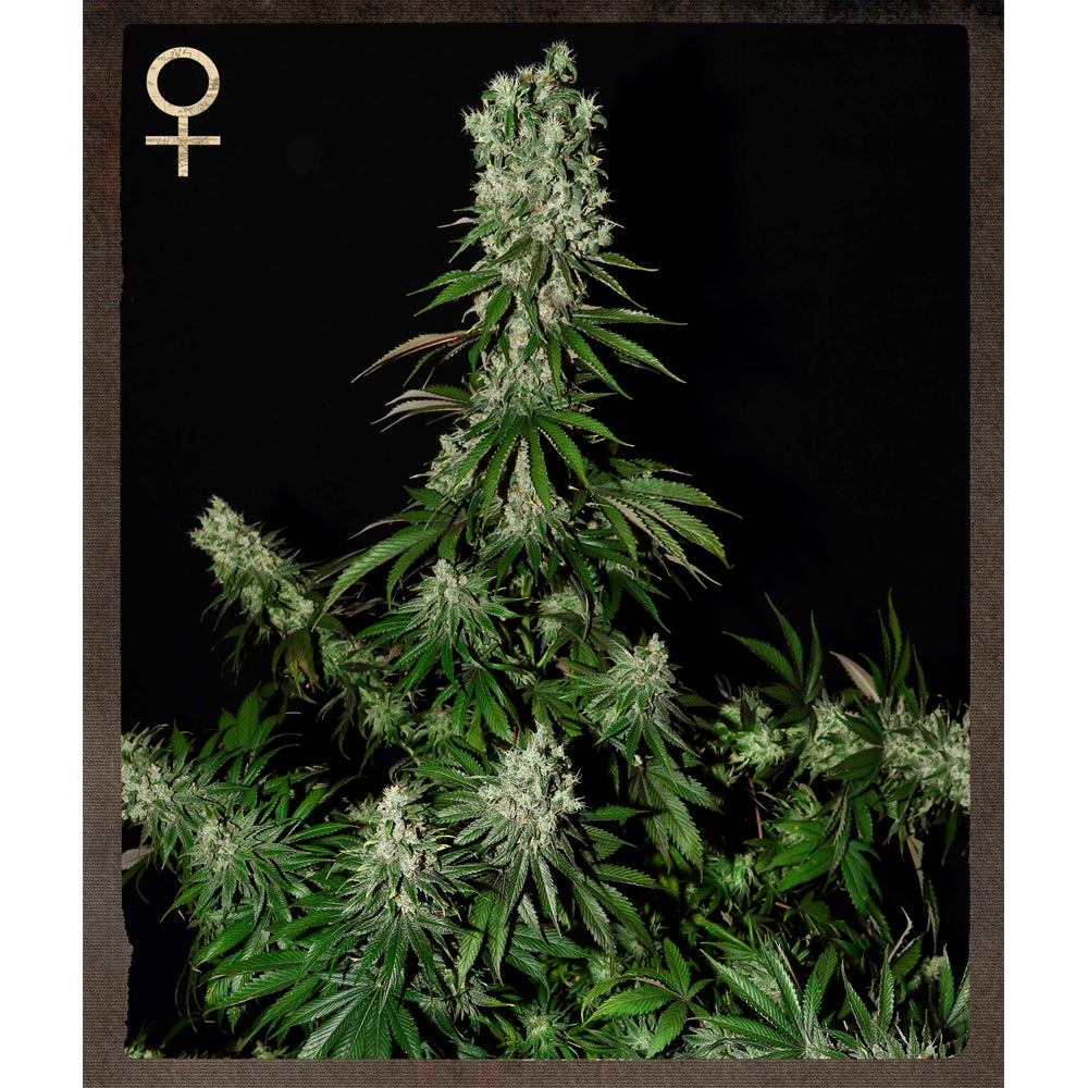 White Strawberry Skunk