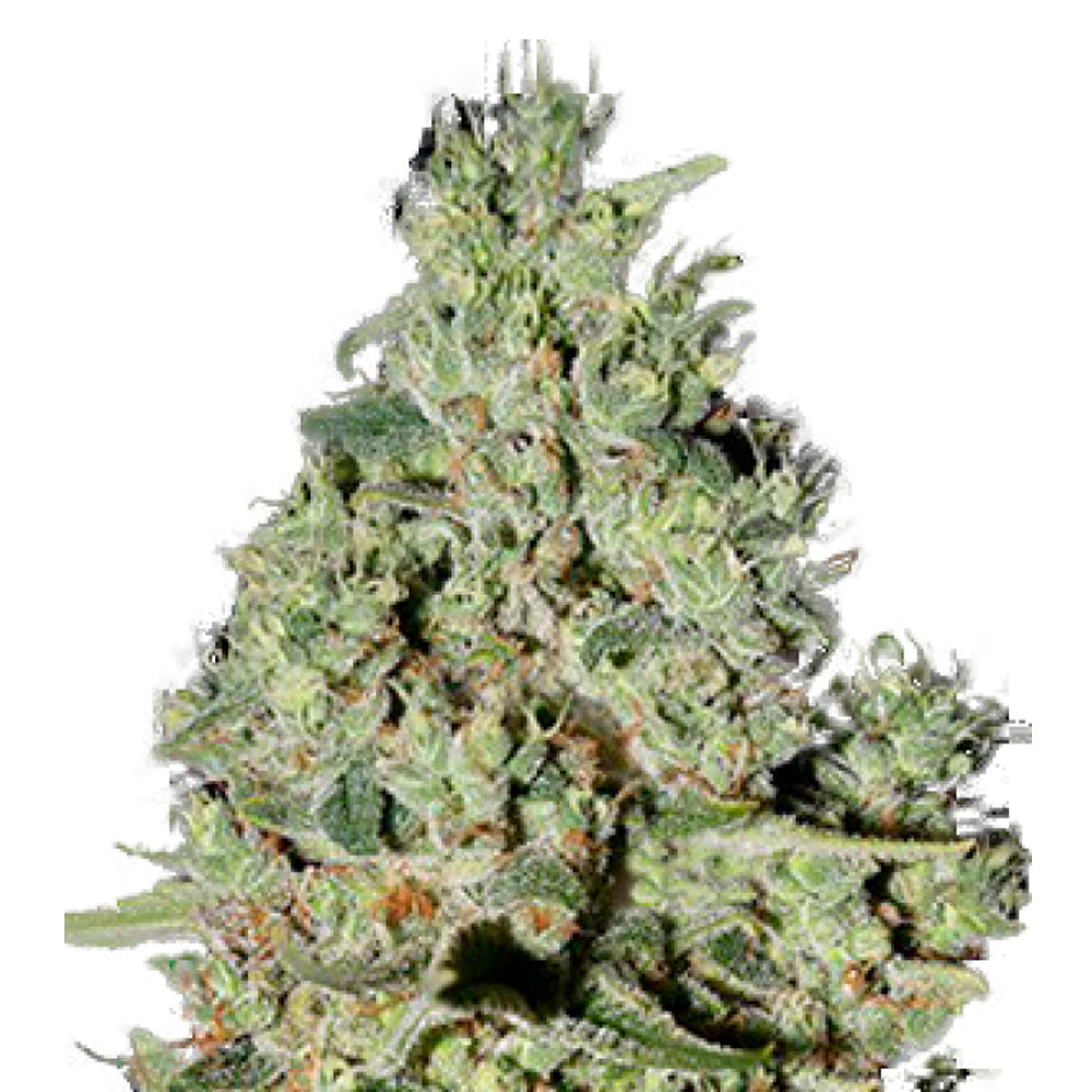 DFA Autoflowering