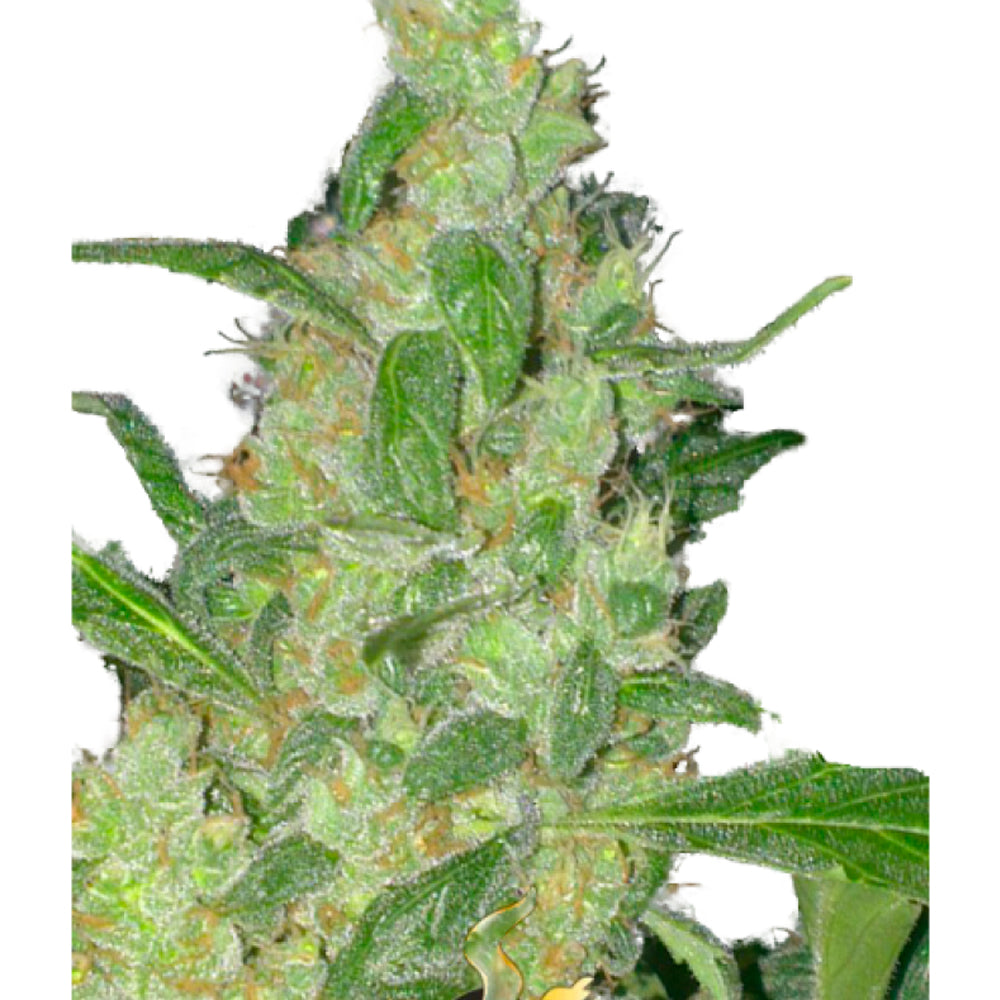 Turing Autoflowering