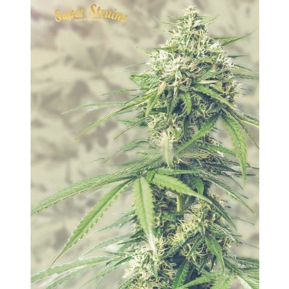 Saga CBD