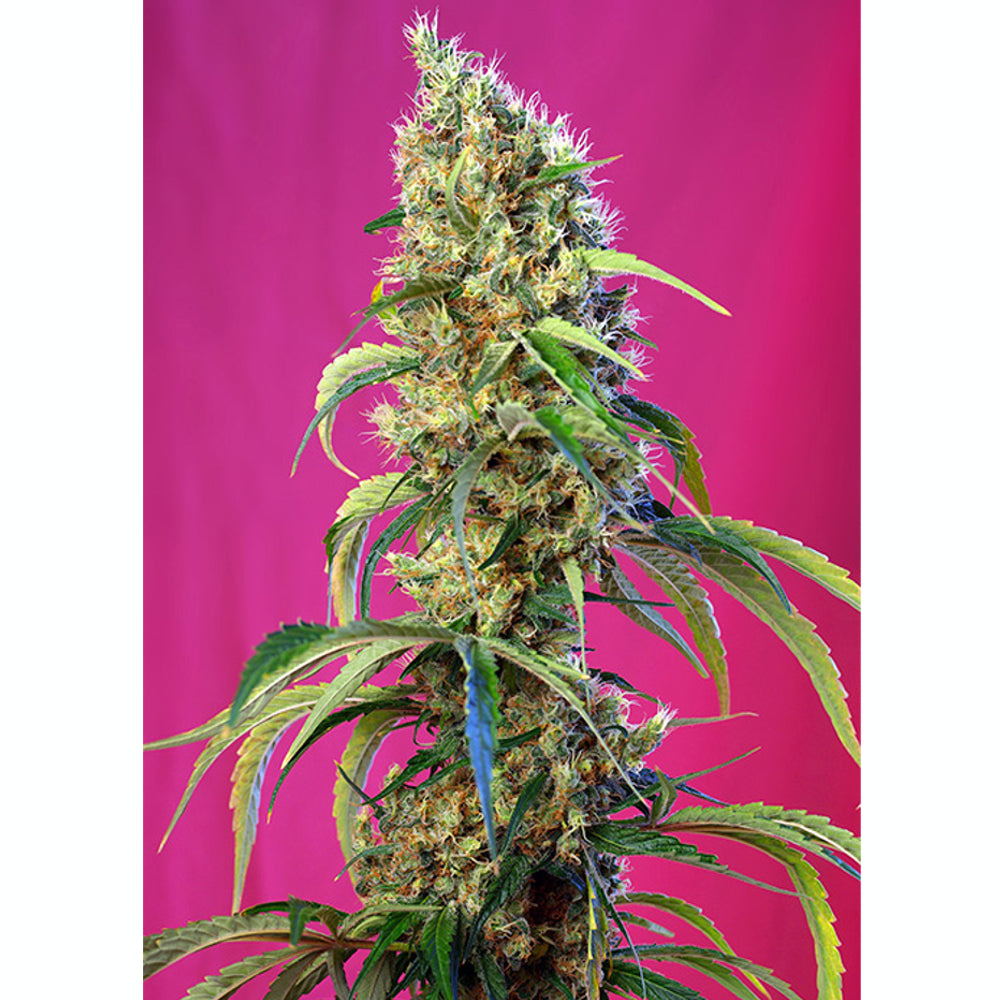 Black Jack CBD 3+1