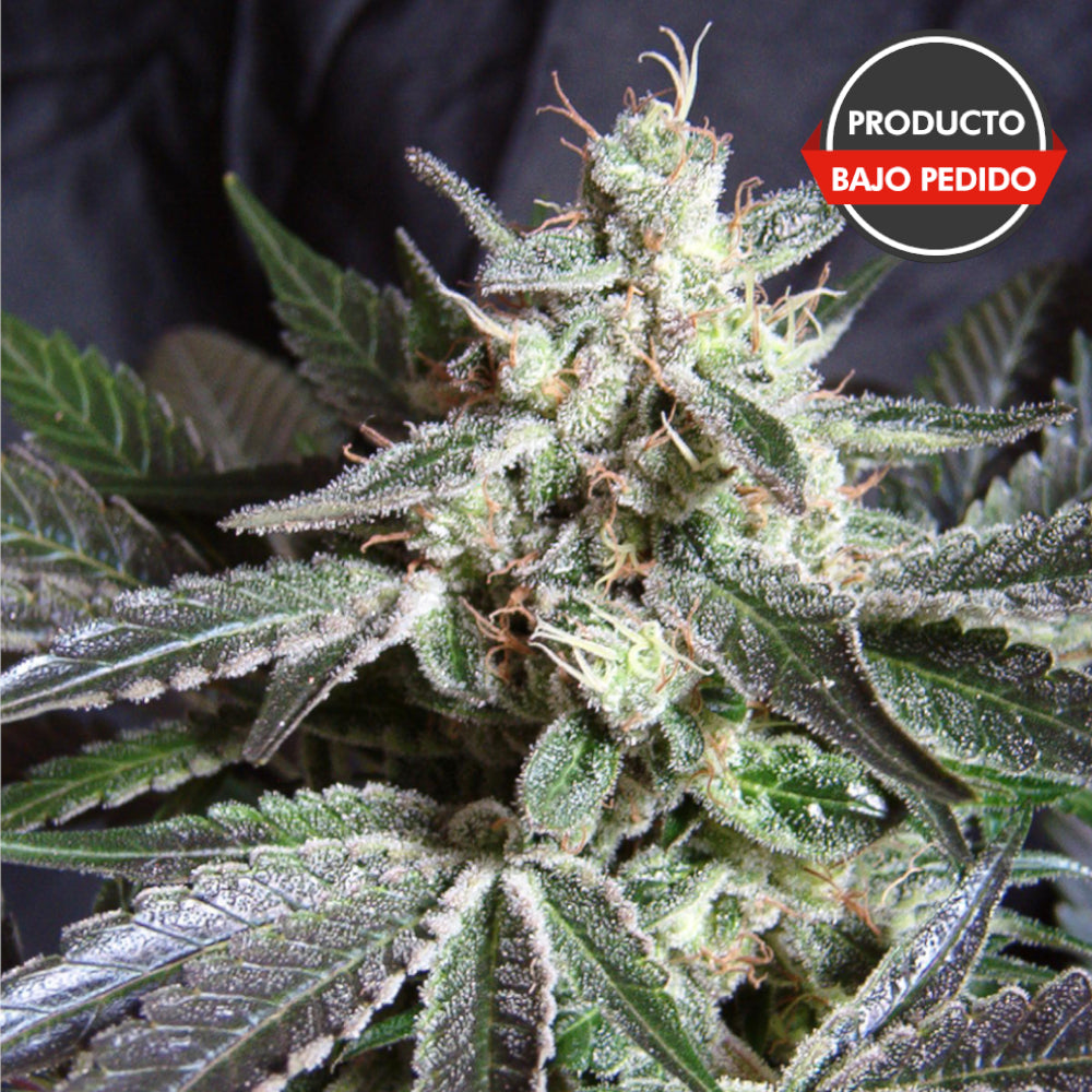 Black Jack