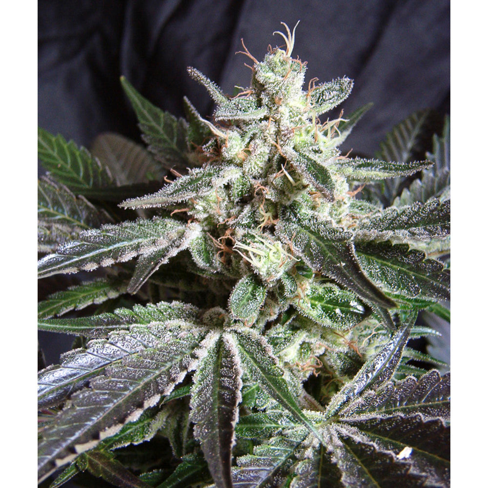 Black Jack