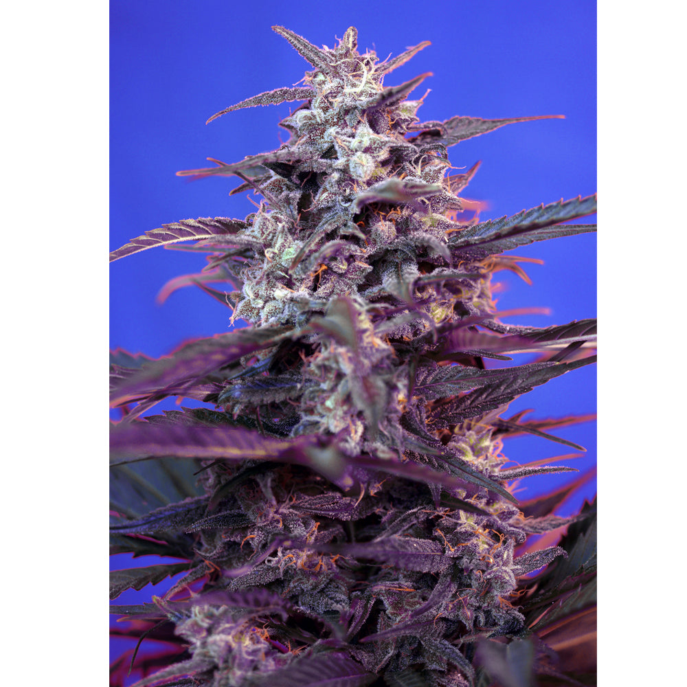 Bloody Skunk