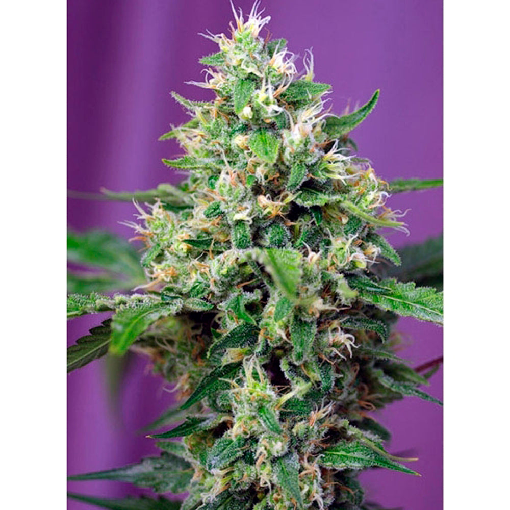 Blow Mind Auto