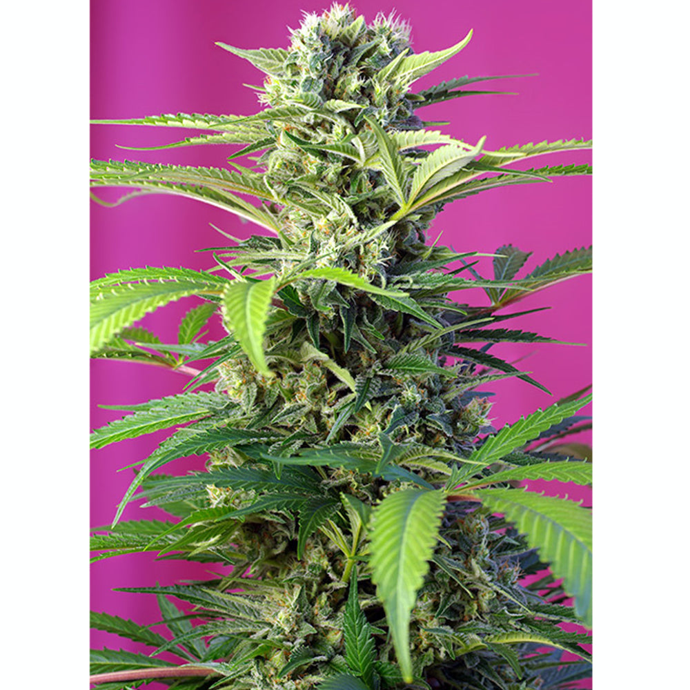 Chem Beyond Diesel CBD 3+1