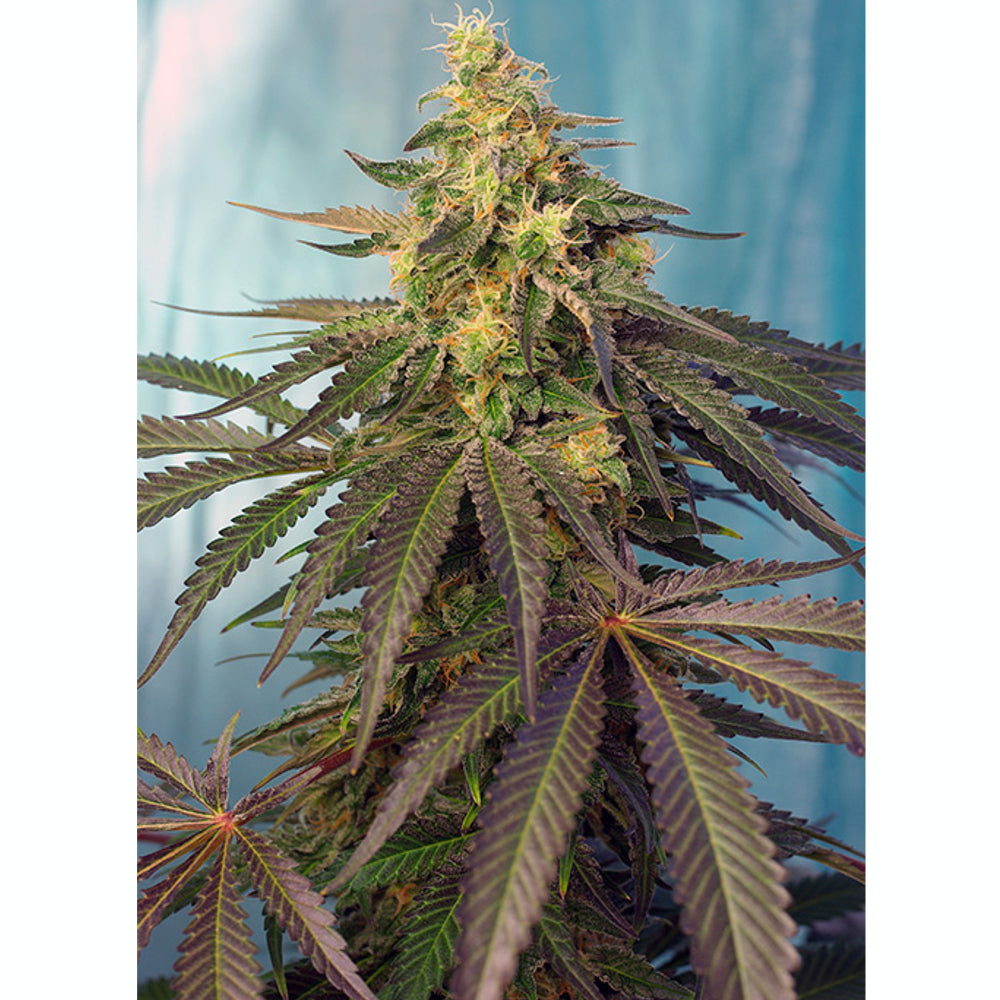 Cream caramel CBD 5+2