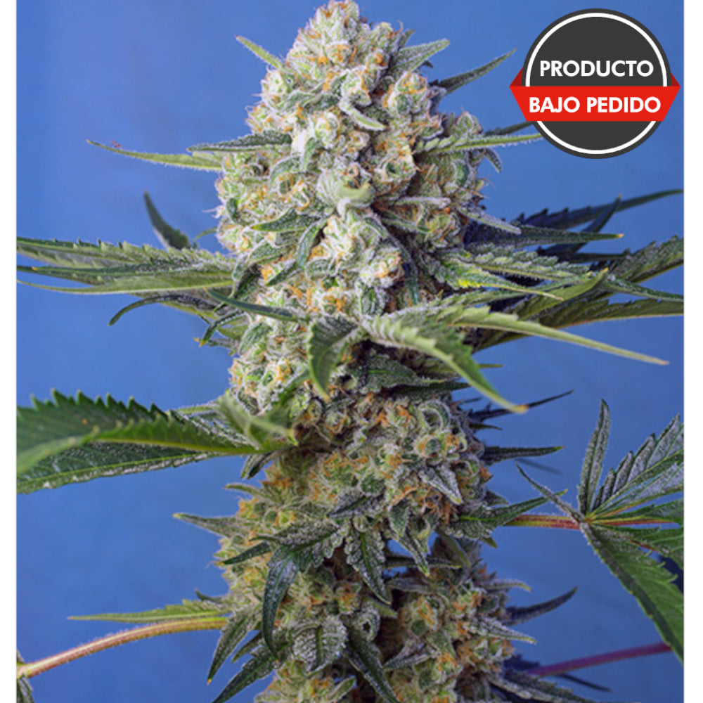 Crystal Candy F1 FV