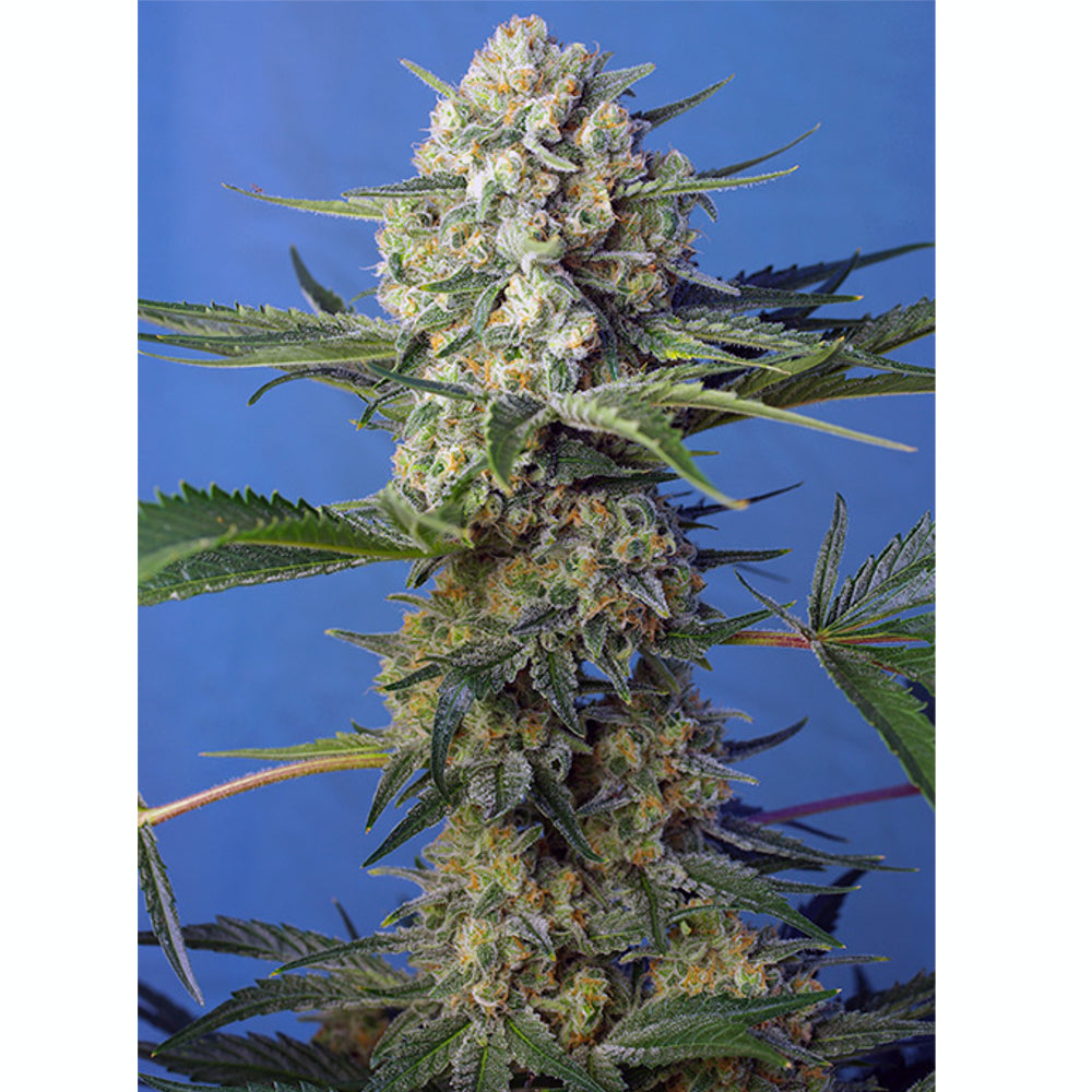 Crystal Candy F1 FV 3+1