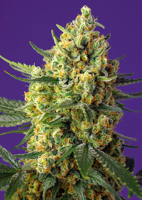 Auto Crystal Candy XL 5+2