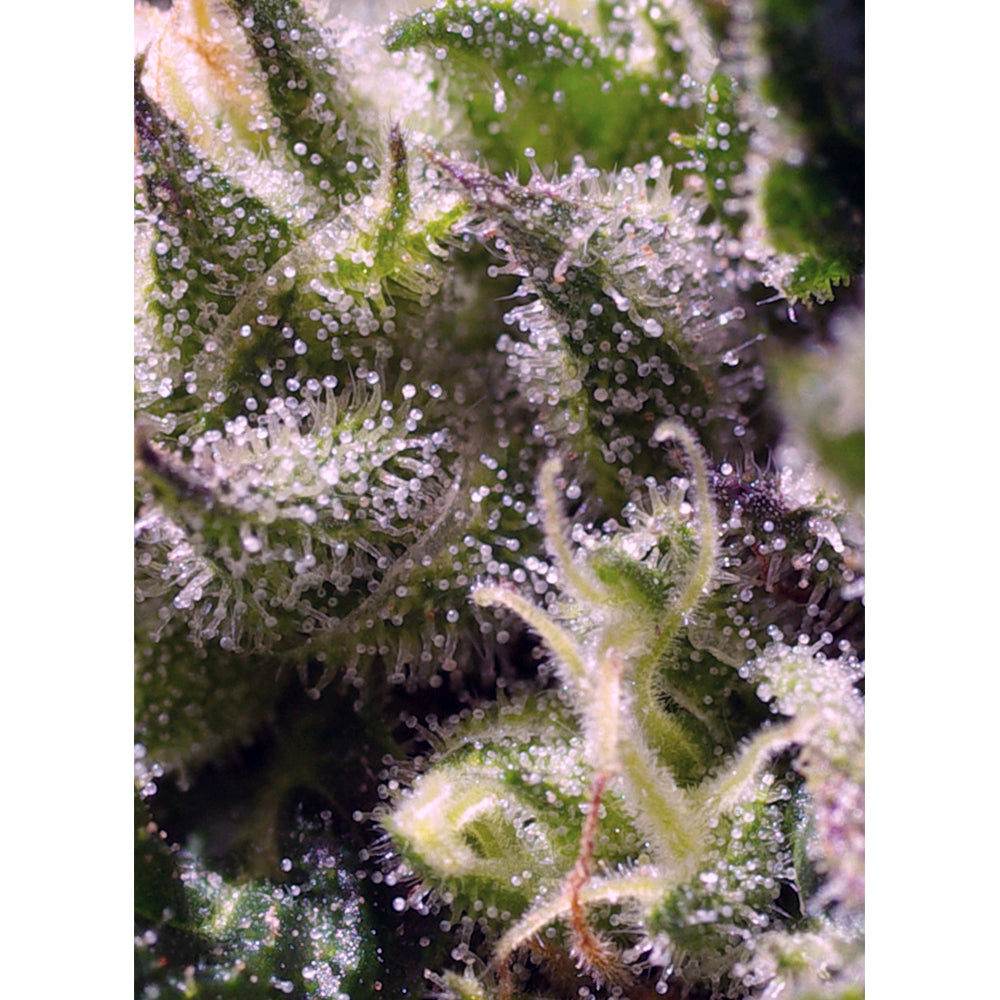 Cream Caramel Auto