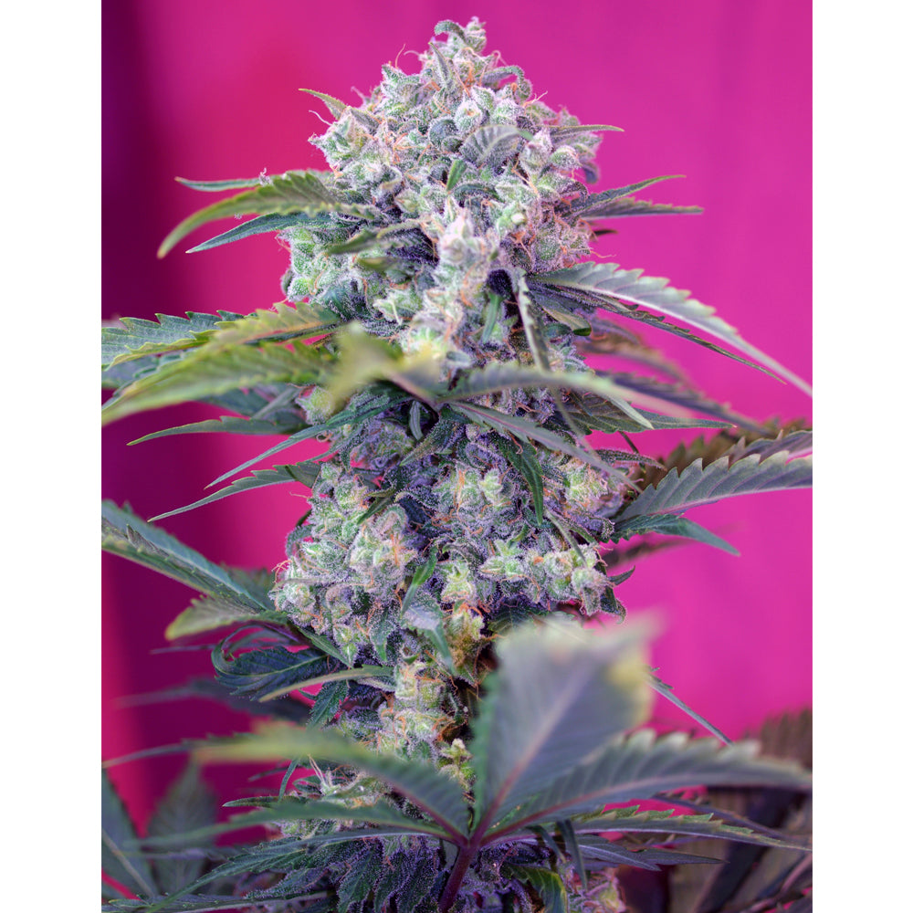 Cream Mandarine