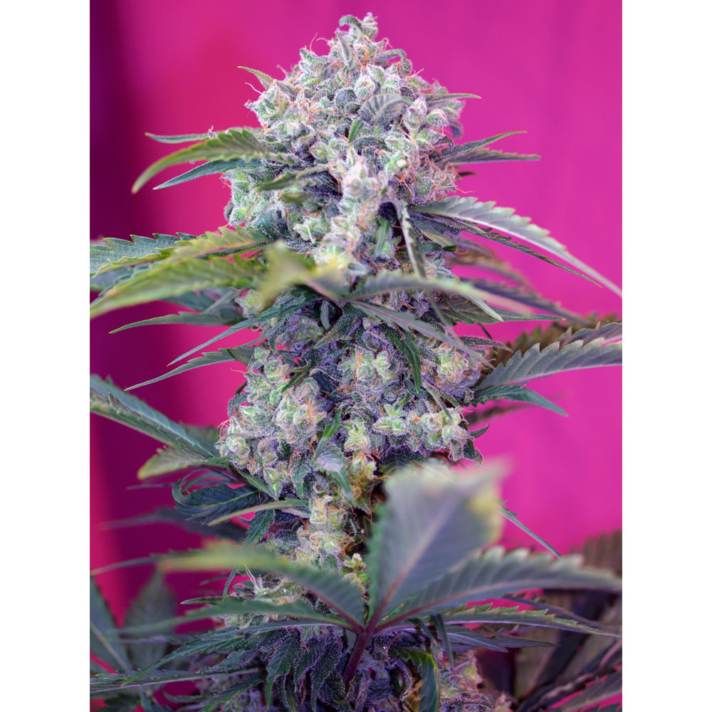 Cream Mandarine Fast Version