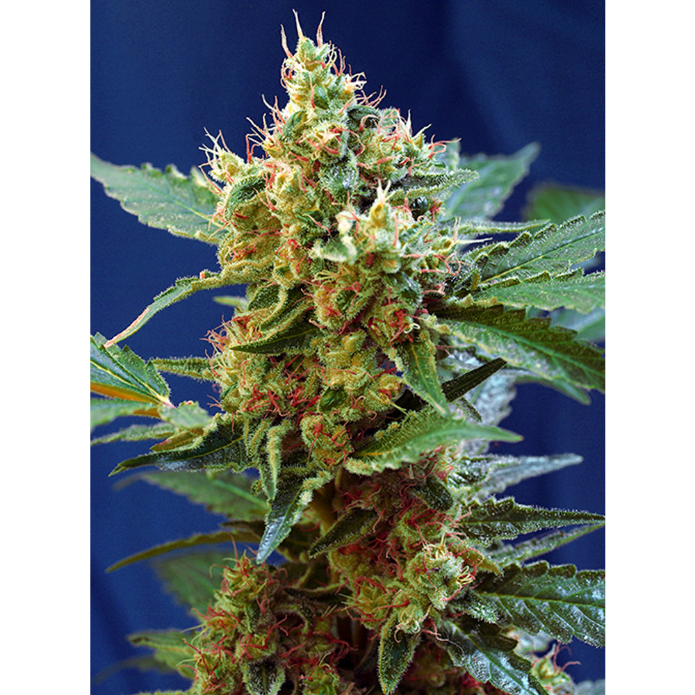 Cream Mandarine XL Auto