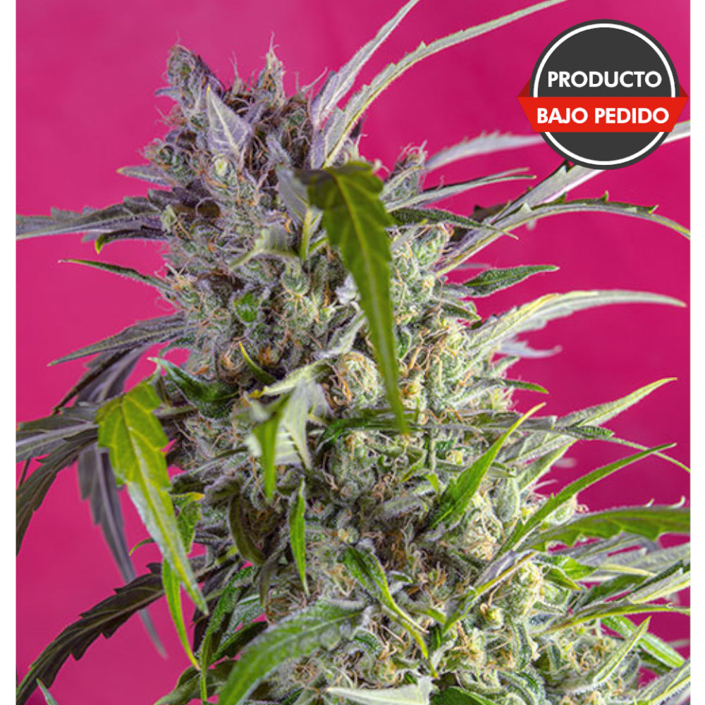 Crystal Candy Auto
