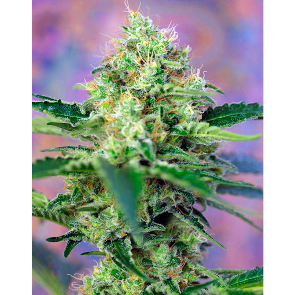 Crystal Candy