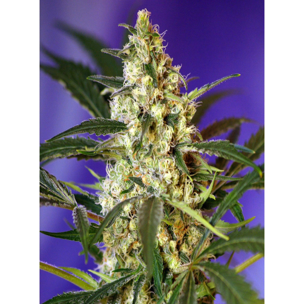 Fast Bud