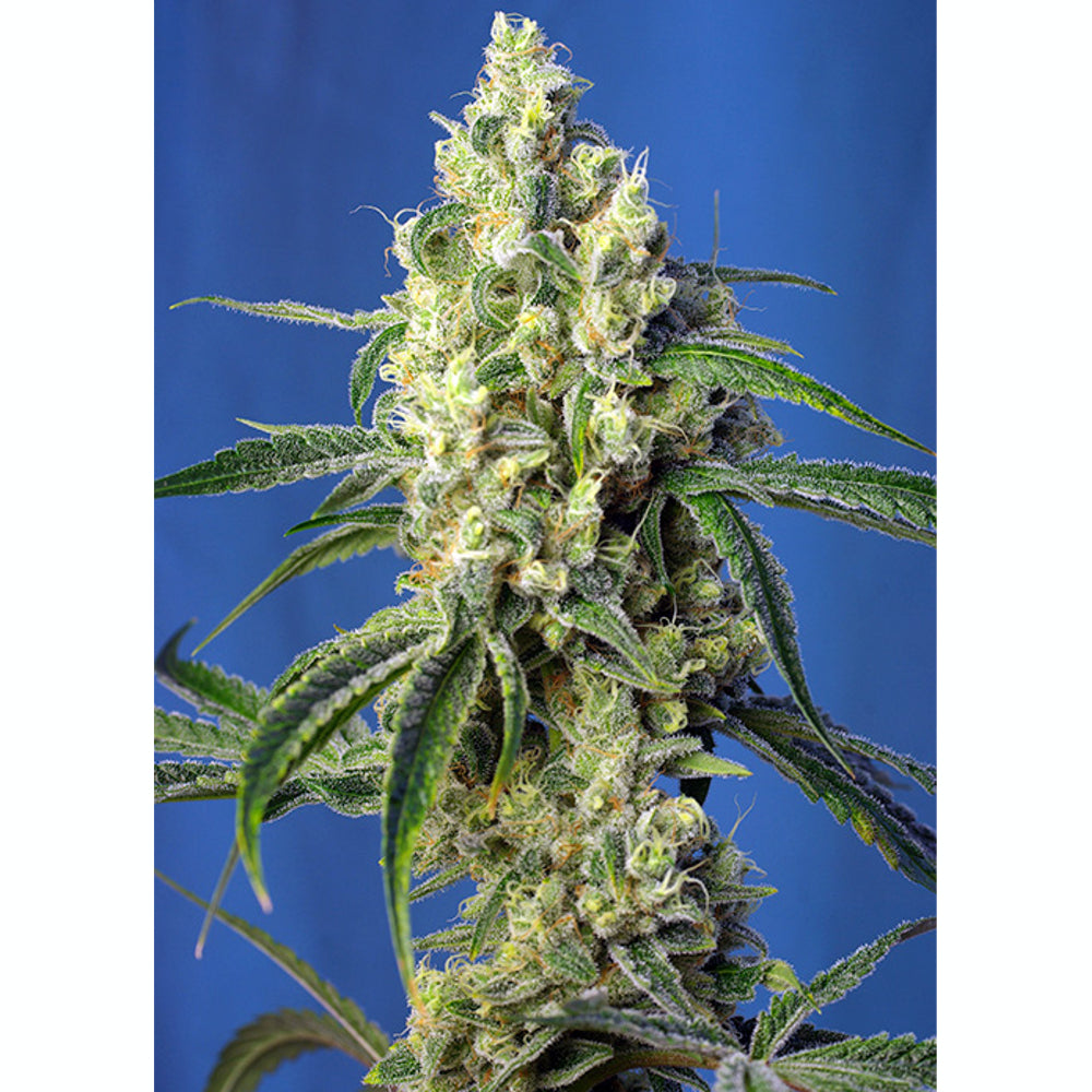 Green Poison CBD 3+1