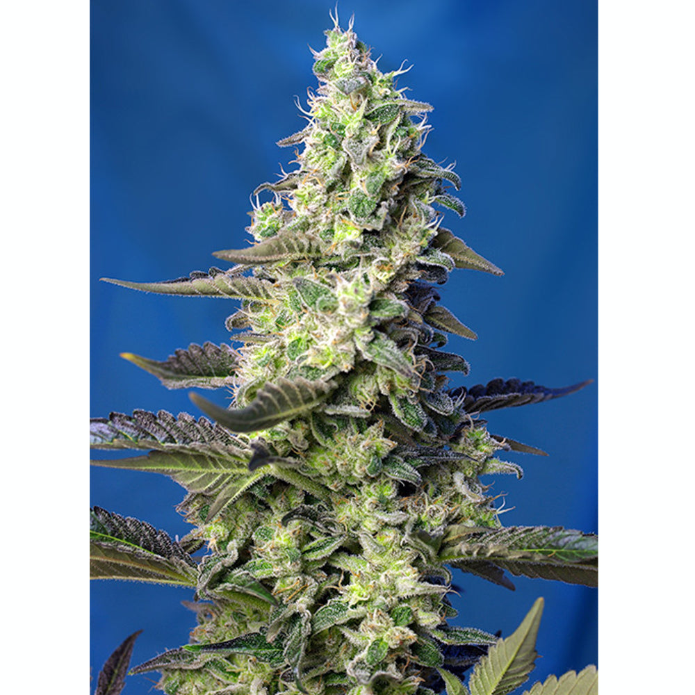 Green Poison XL 100