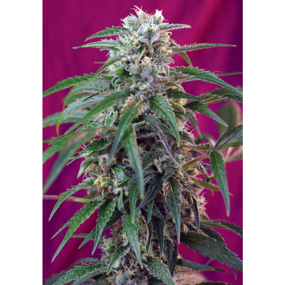 Green Poison Auto