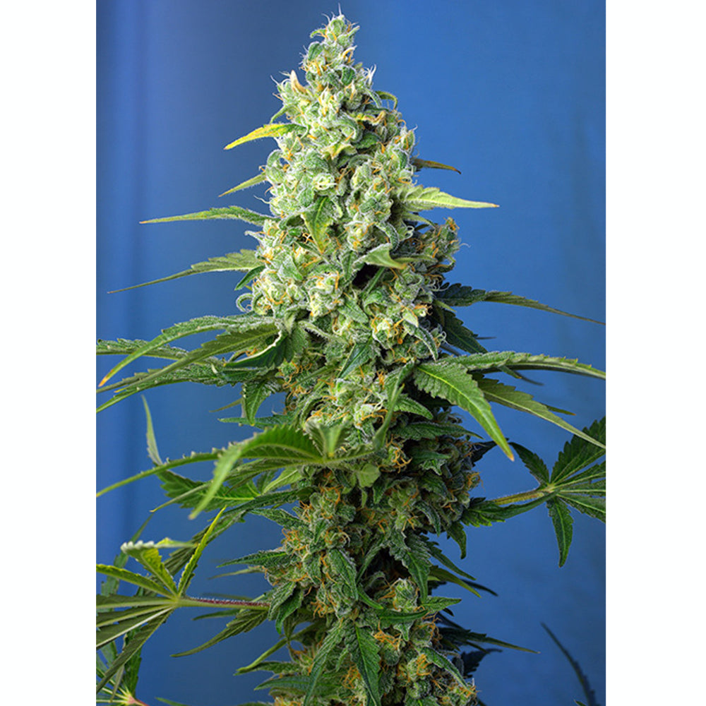 Honey Peach Auto CBD 3+1