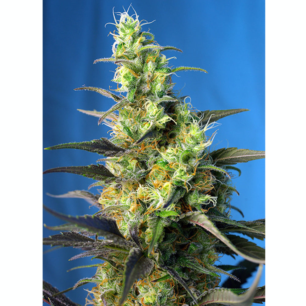 Ice Cool CBD 5+2