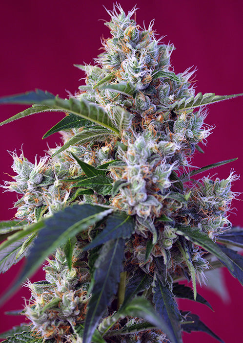 Indigo Berry Kush 3+1