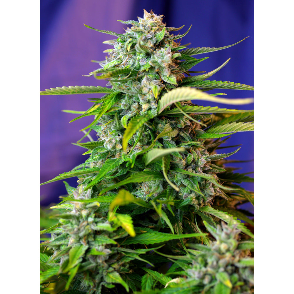 Jack 47 auto 25