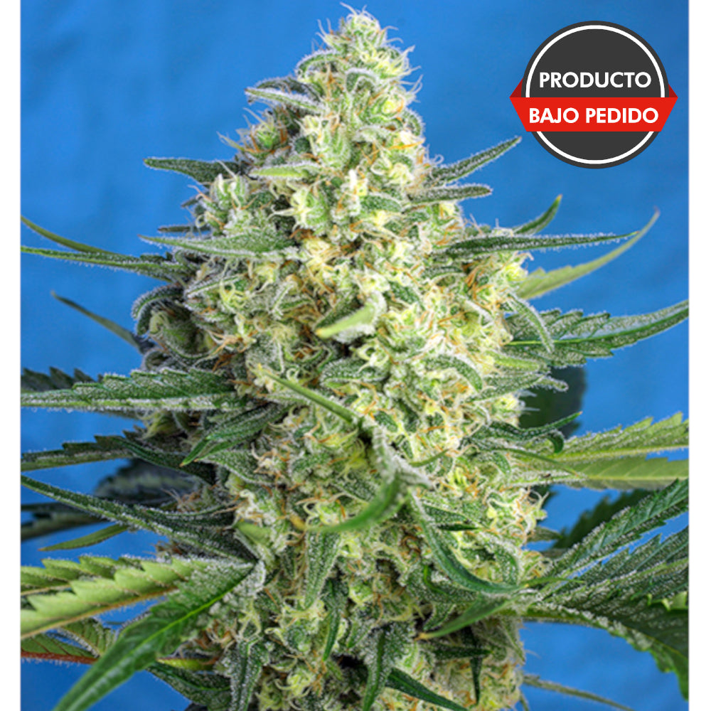 Jack 47 XL Auto