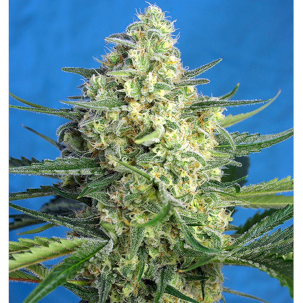 Jack 47 XL Auto 3+1