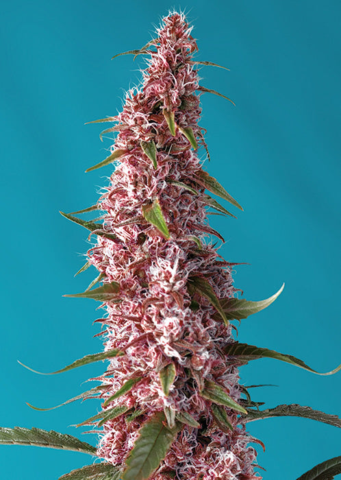 Auto Red Pure CBD 3+1