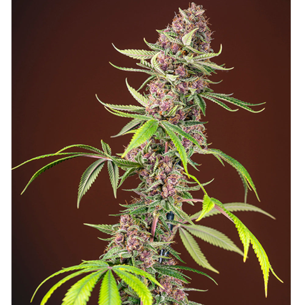 Red Mandarine F1 FV 5+2