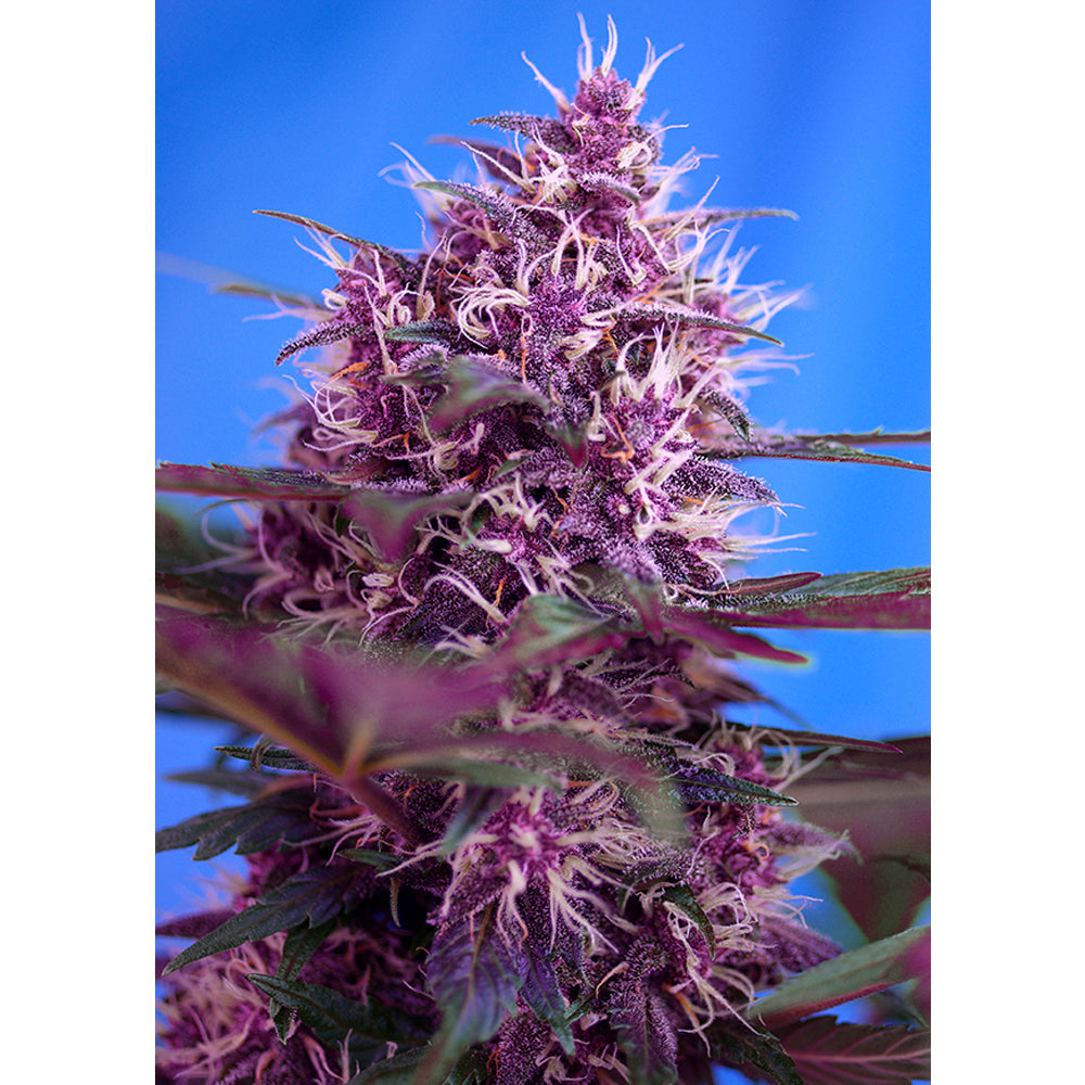 Red Poison