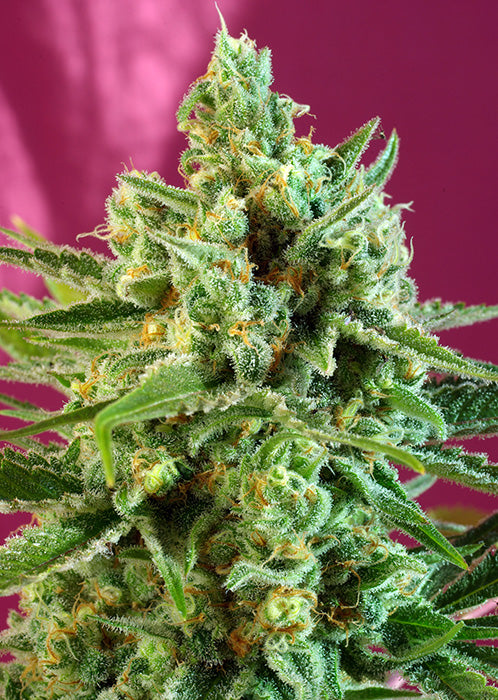 S.A.D Sweet Afgani Delicous CBD 5+2