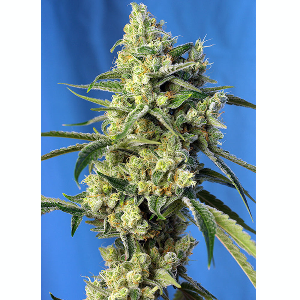 Sweet Amnesia Haze 25