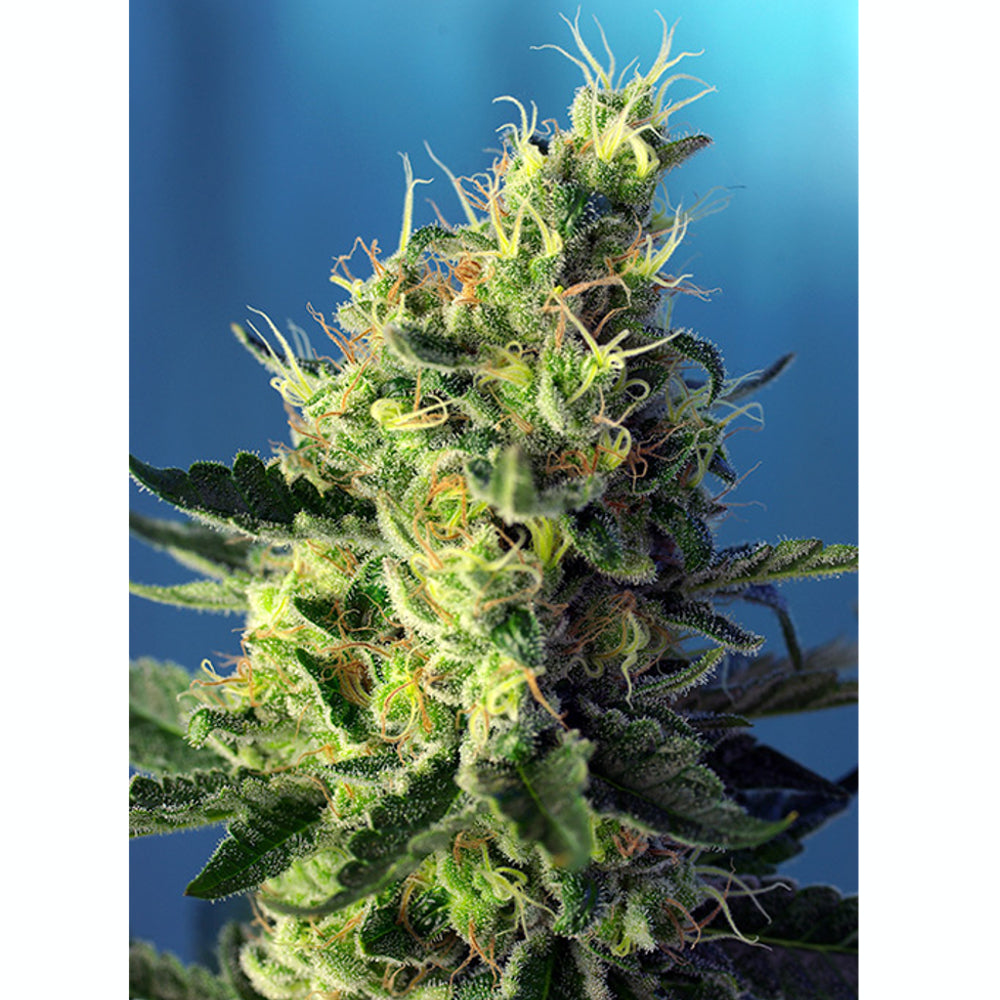Sweet Pure CBD 5+2
