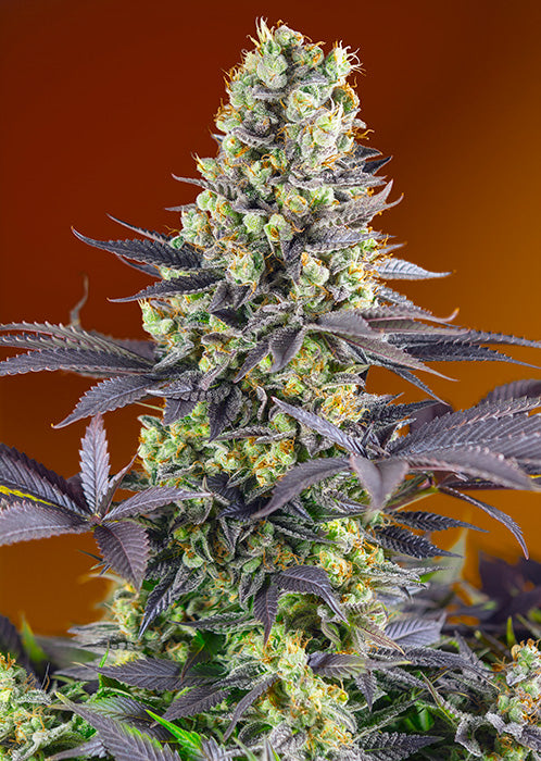 Sweet Zkittlez 3+1