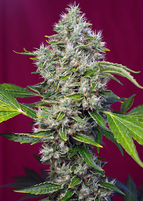 San Fernando Lemon Kush 5+2