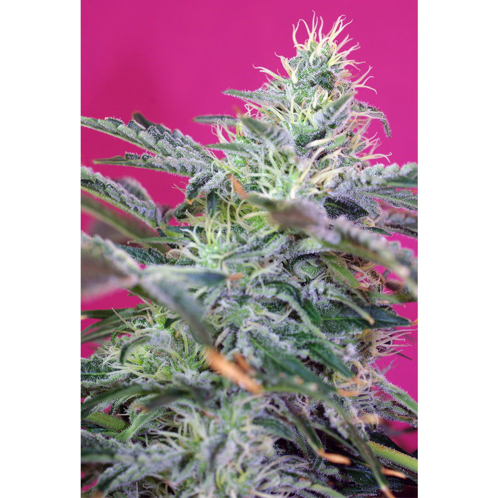 Sweet Cheese Auto