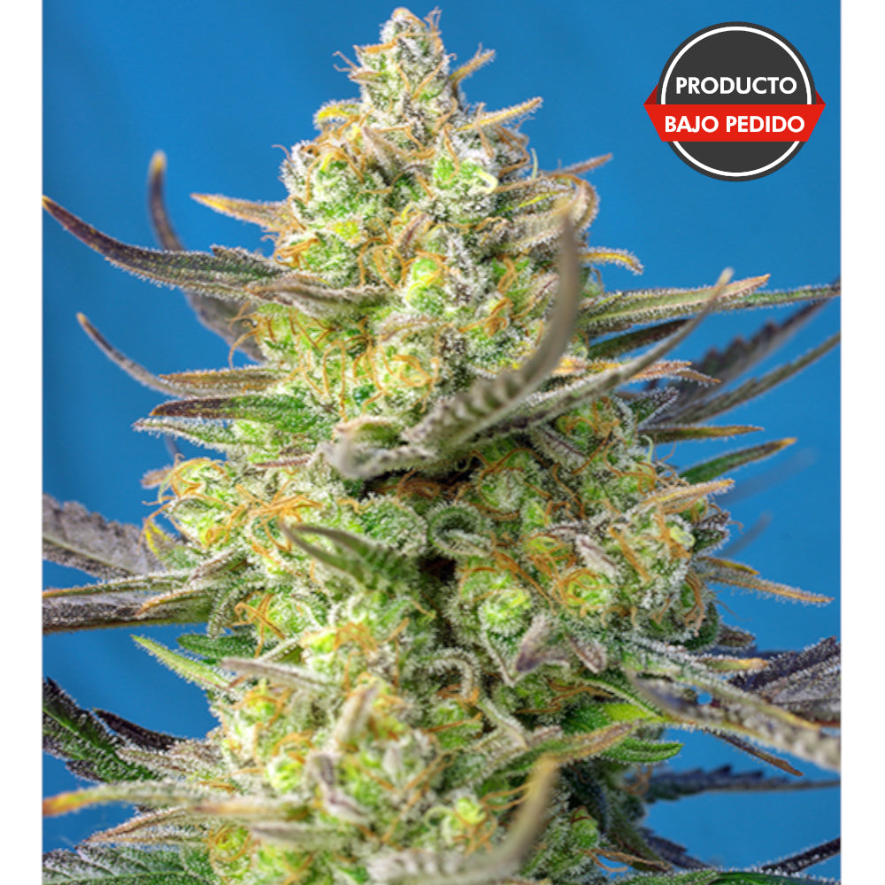 Sweet Cheese XL Auto