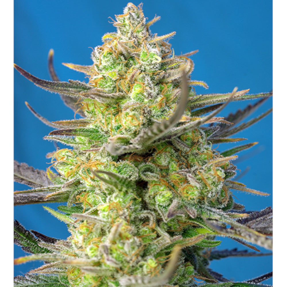 Sweet Cheese XL Auto 5+2