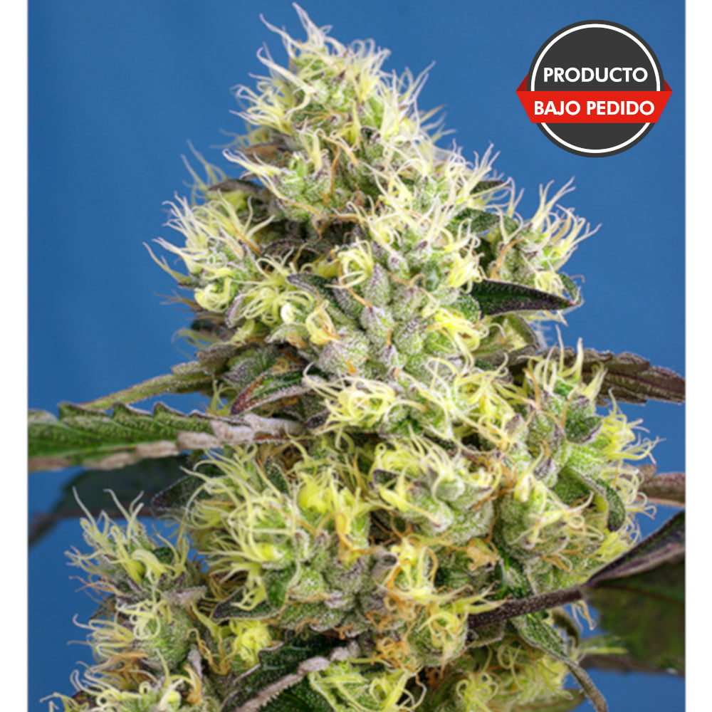 Sweet Gelato Auto 100