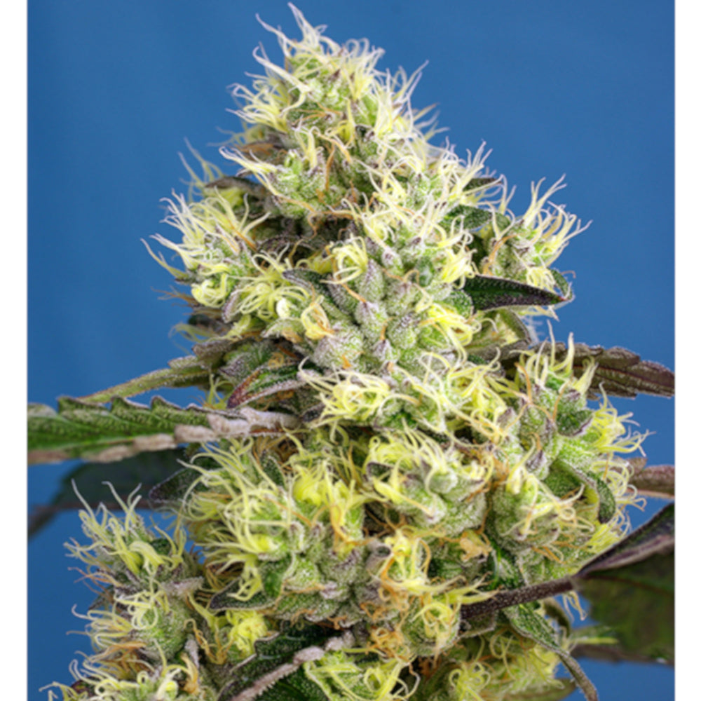 Sweet Gelato Auto 5+2