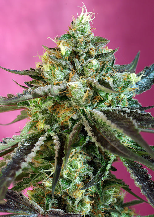 Sweet Nurse Auto CBD 5+2