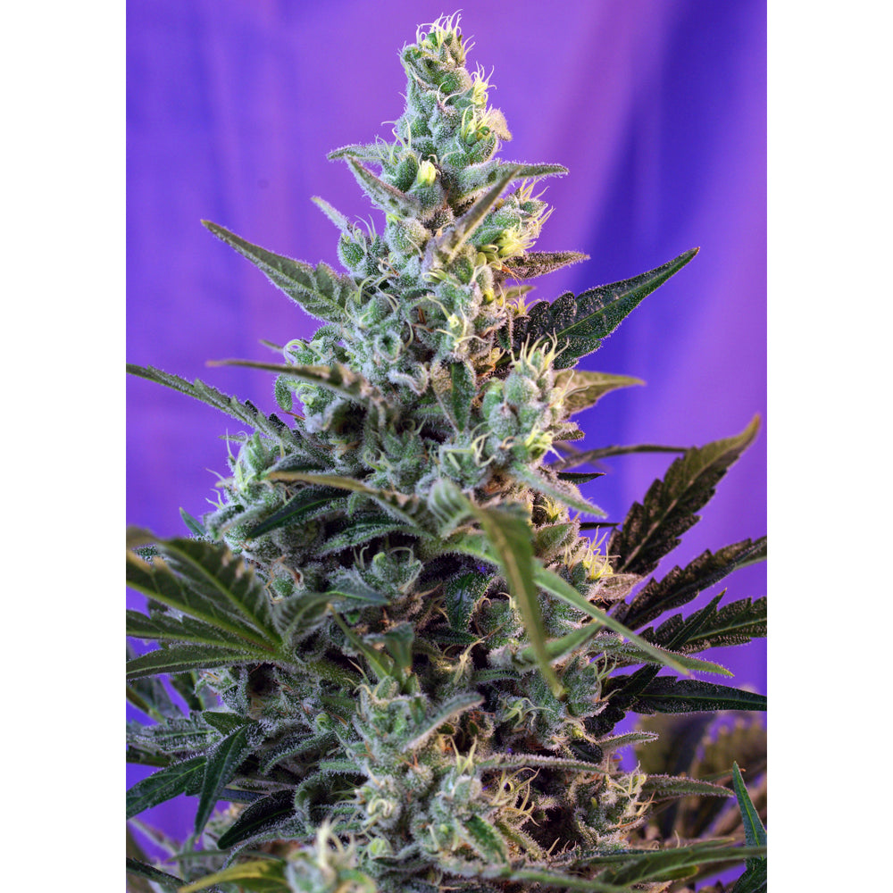 Sweet Skunk Fast Version